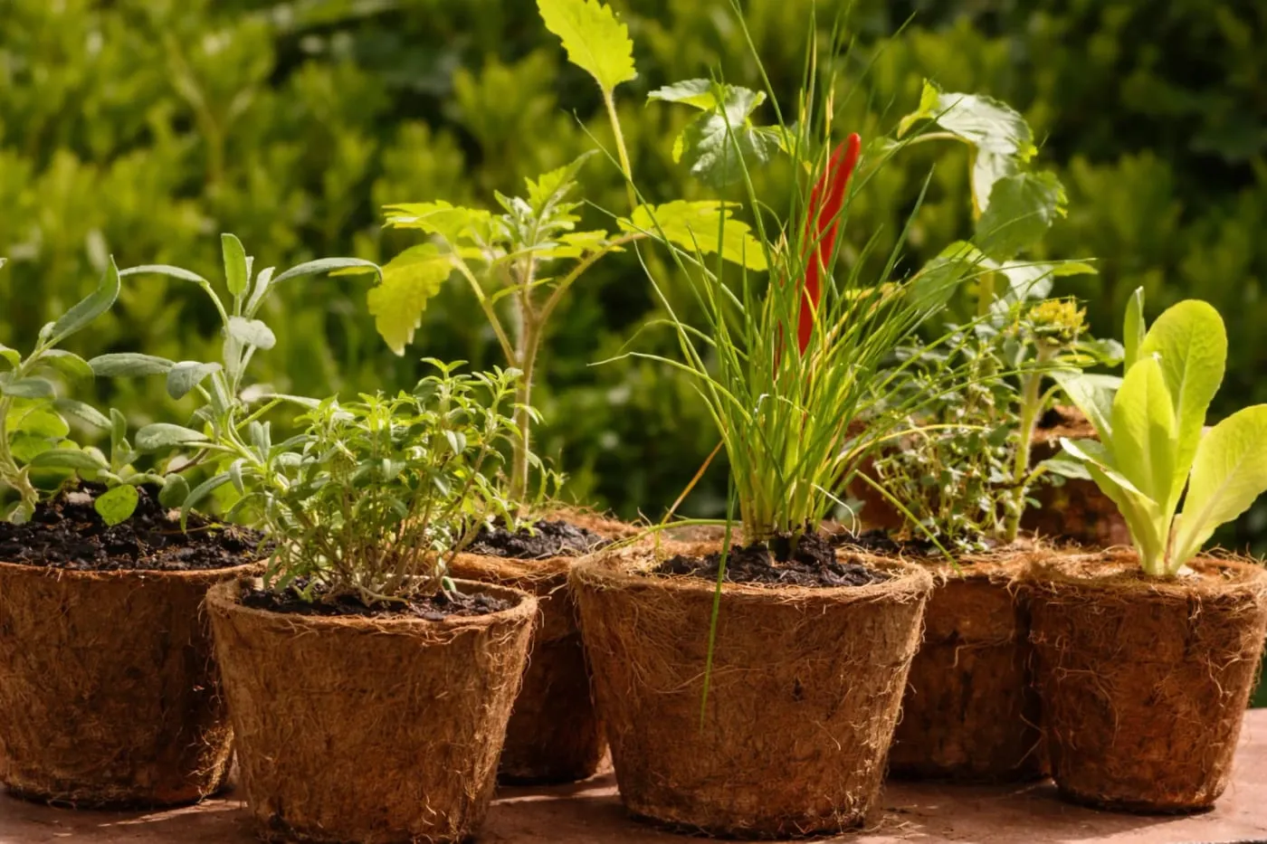 Plantas en macetas de fibra de coco