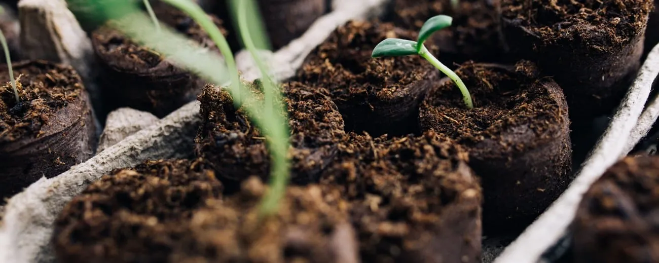 Plantines germinando en pellets de turba